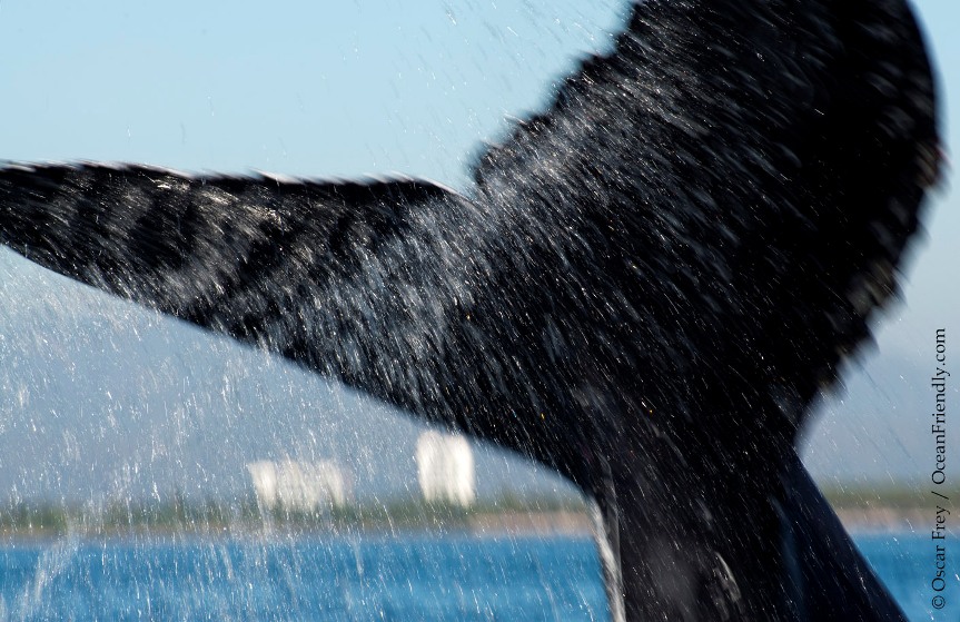 puerto vallarta tourist attractions a humpback whale flukes